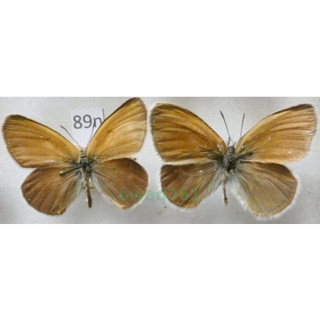 Coenonympha glycerion (Borkhausen, 1788) 2xmale Strzępotek glicerion Czech89n